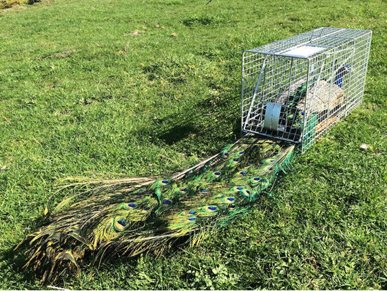 Peacock peafowl trap