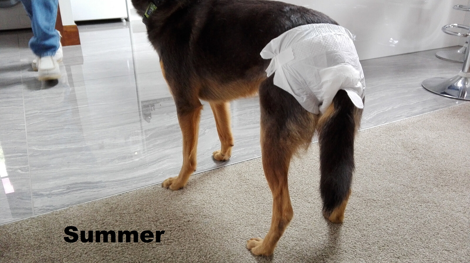 can you use human diapers on dogs