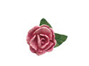 peony pink rose flower leaves sterling silver lapel pin brooch lilygriffin nz