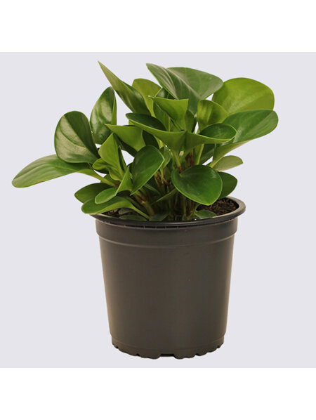 Peperomia Green (Peperomia obtusifolia) 14cm Pot Plant