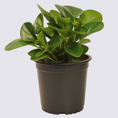 Peperomia Green (Peperomia obtusifolia) 14cm Pot Plant
