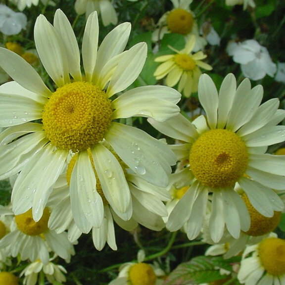 PERENNIALS   (grow over 30cm in height)