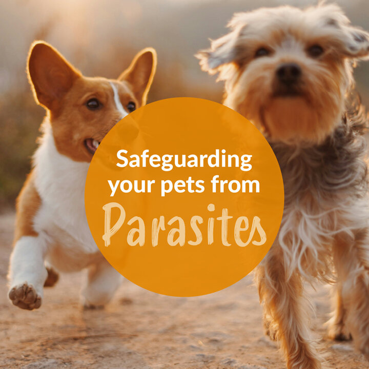 Pest Patrol: Managing Parasite Risks for Your Pet