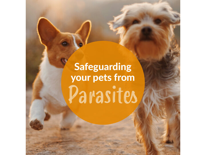 Pest Patrol: Managing Parasite Risks for Your Pet