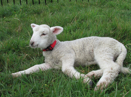 Pet Lamb Health Package