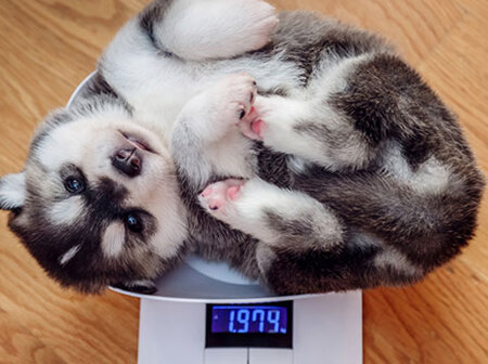 Pet's put on weight? We can help