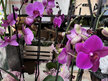 Phalaenopis Orchid Plant
