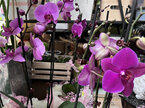 Phalaenopis Orchid Plant