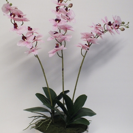 Phalaenopsis in cream container 2228