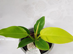 Philodendron Golden