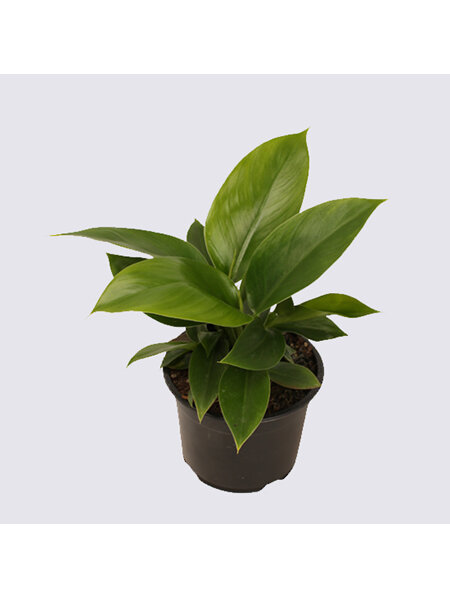 Philodendron Imperial Green 14cm Pot Plant