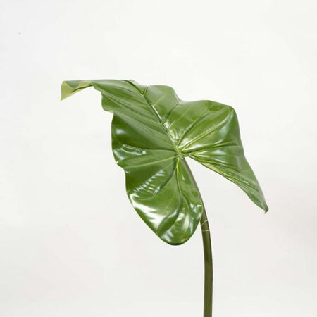 Philodendrum Leaf 4399