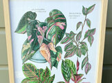 Pink Botanicals Edition 1