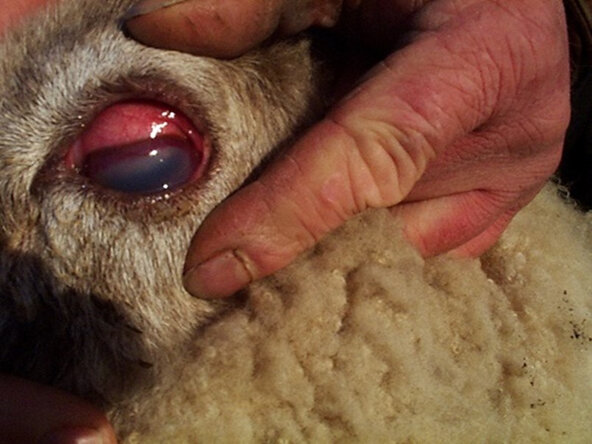 farm-animal-care-pink-eye-in-sheep