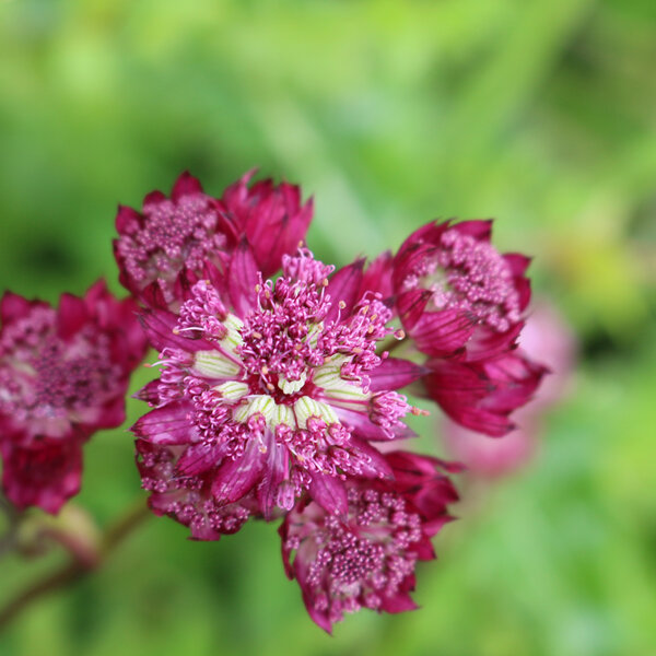 Pink, Red & Wine Flowers