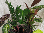 Plant Lover Hamper 5 Plants