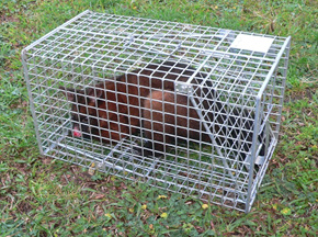 possum pukeko cage enquire