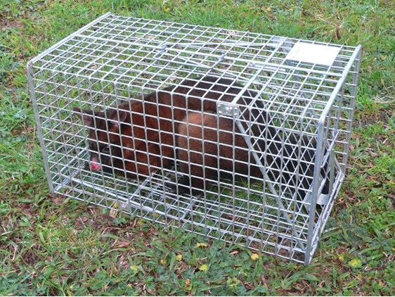 possum cage trap