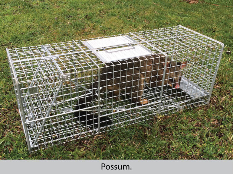 possum trap