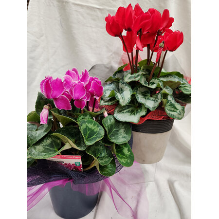 Potted Cyclamen