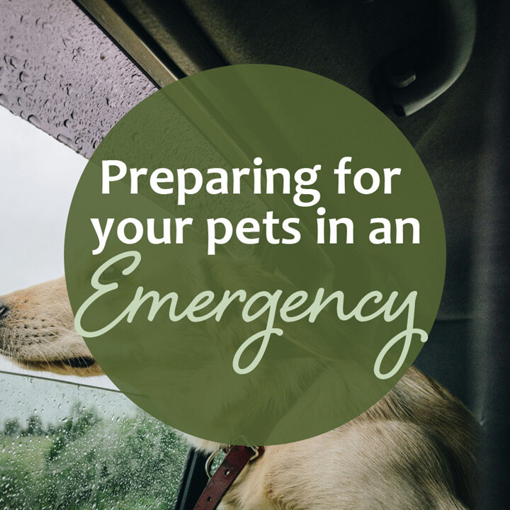 Preparing for Your Pets in an Emergency