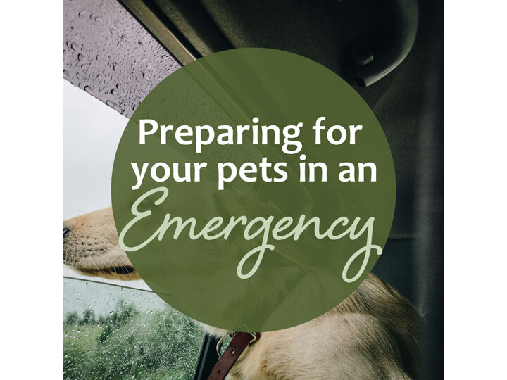 Preparing for Your Pets in an Emergency