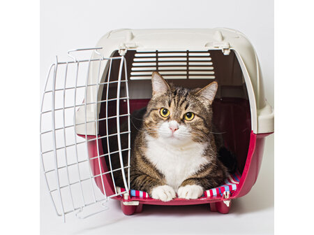 Preparing your cat for a vet visit
