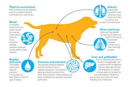 Preventive care testing dogs