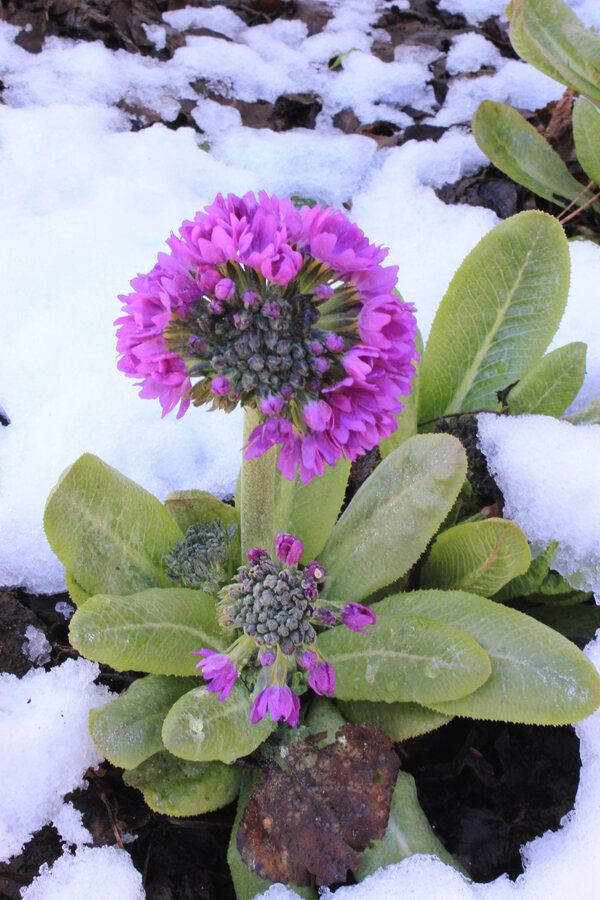 Primula denticulata Lavender