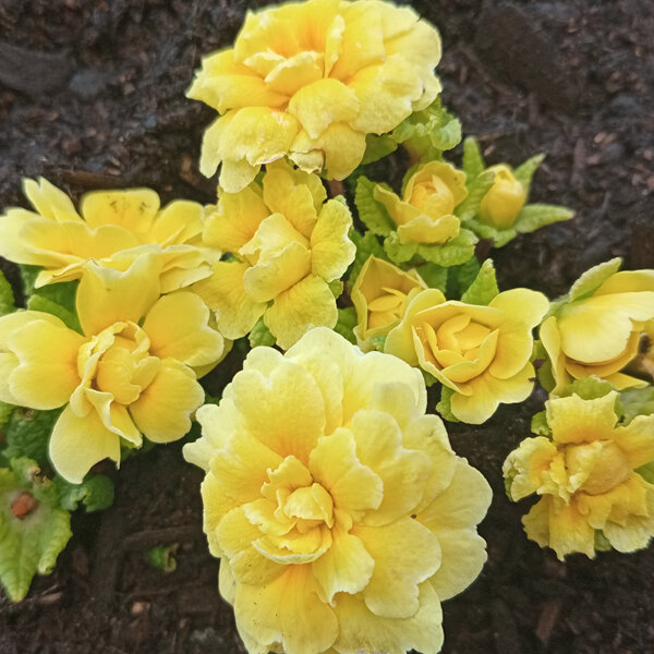 Primula vulgaris Double Yellow