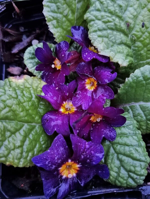 Primula 'Wanda'