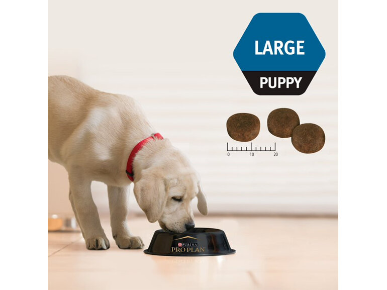 Proplan Puppy Large Breed Chicken