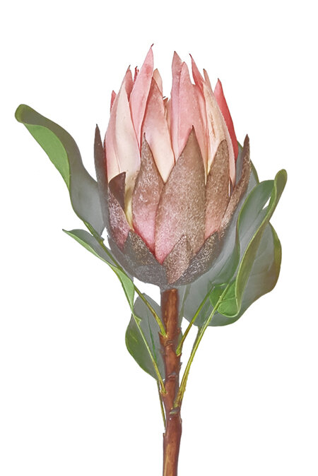 Protea King Pink 4498
