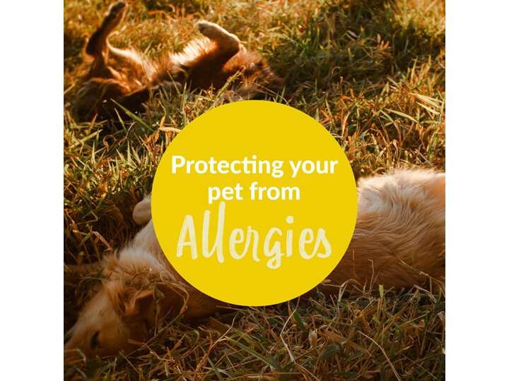 Protecting Your Pet From Allergies