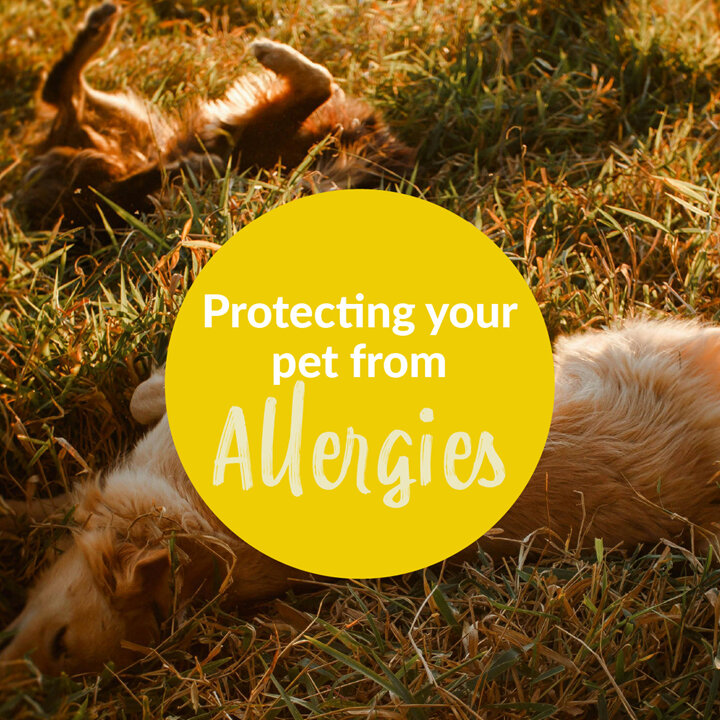 Protecting Your Pet From Allergies