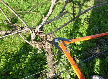pruning loppers, horticulture pruning loppers, forestry loppers, tree pruning