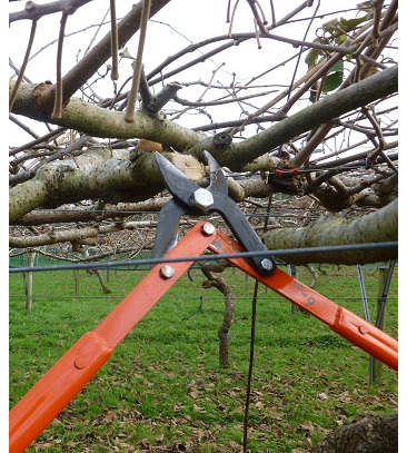 Pruning with loppers