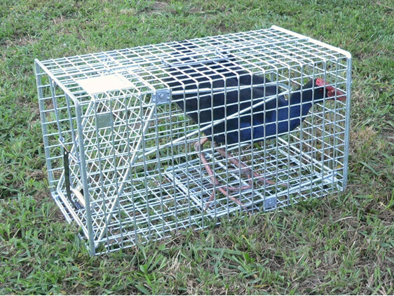 pukeko possum ferret stoat magpie rabbit cage trap