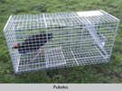 pukeko trap