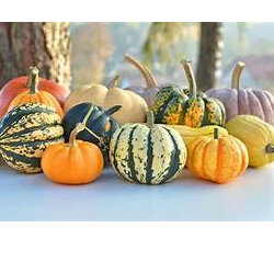 Pumpkin Cut per kg