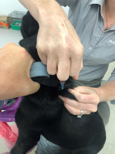 Puppy being vaccinated