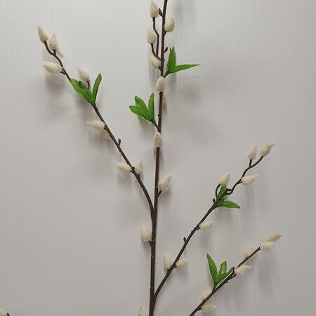 Pussy Willow branch 4524