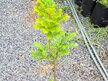 Quercus robur v. Fastigiata