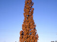 Quercus robur v. Fastigiata