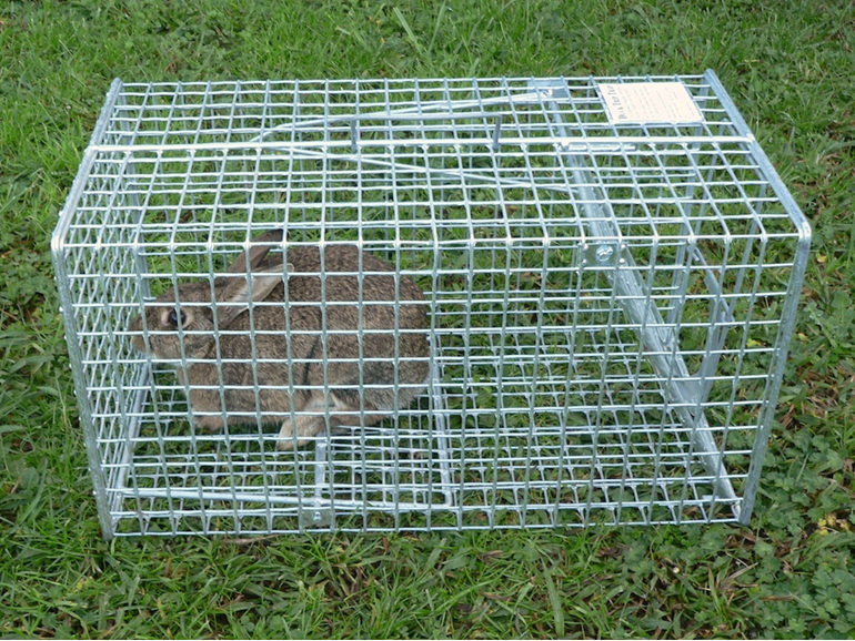 rabbit cage trap