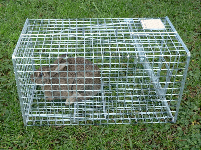 rabbit cage trap