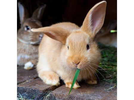 Rabbit Care