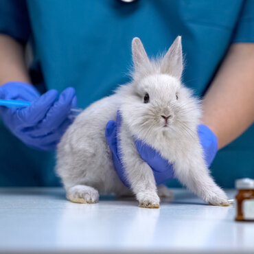 rabbit vaccination