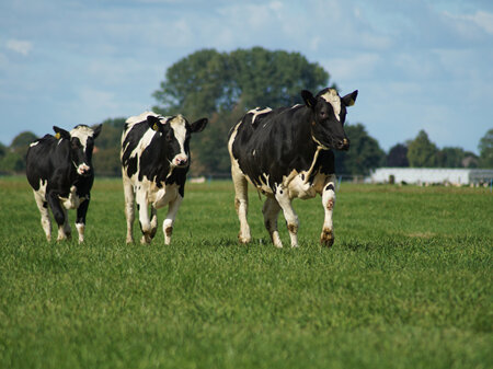 Raising Dairy Calves