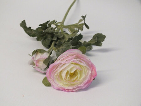 Ranunculus Pink Cream 4153